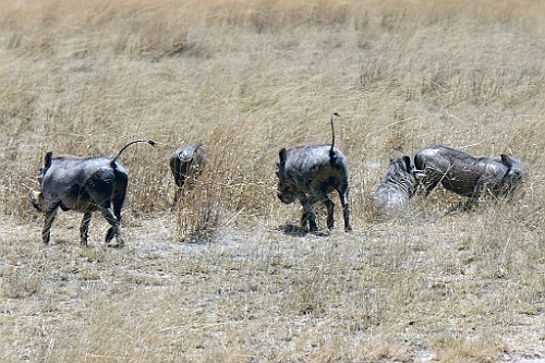 Kenia (200)